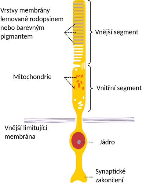 Soubor:Schéma tyčinky (oko).png