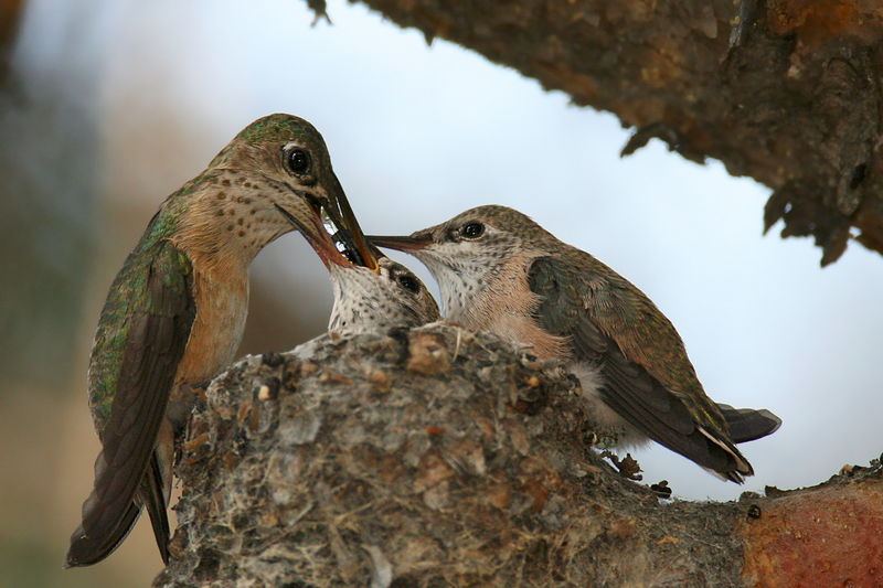 Soubor:Calliope-nest.jpg