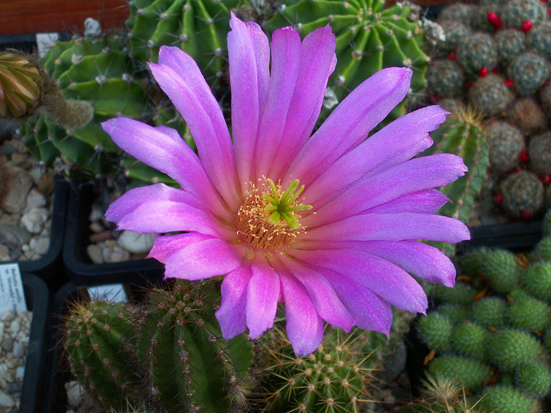 Soubor:Echinocereus viereckii PICT2181.JPG