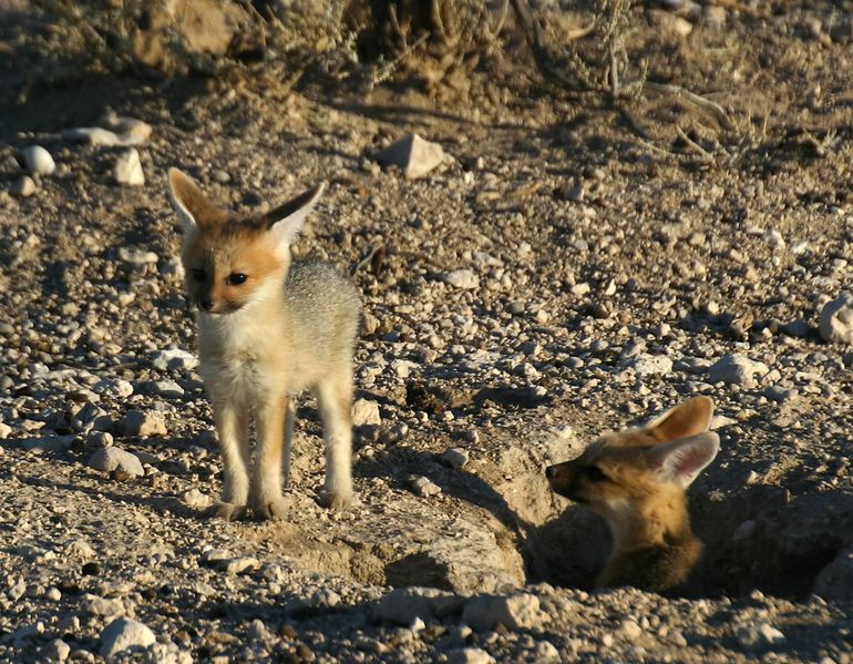 Soubor:Kapfuchs-nachwuchs.jpg