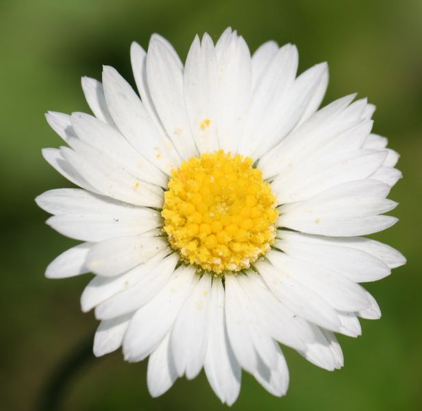 Soubor:English Daisy (Bellis Perennis).jpg