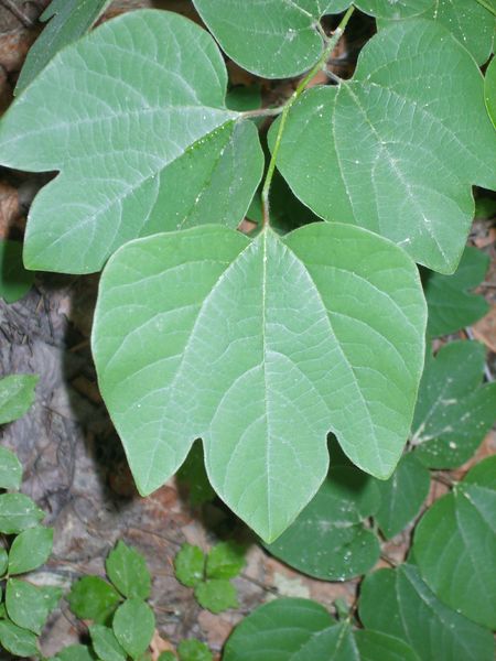 Soubor:Lindera obtusiloba's leaf.JPG