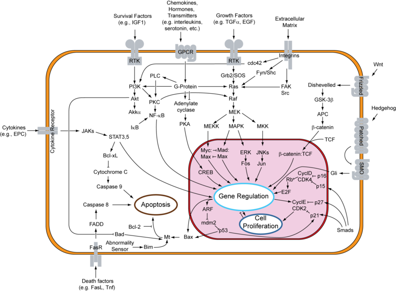 Soubor:Signal transduction v1.png