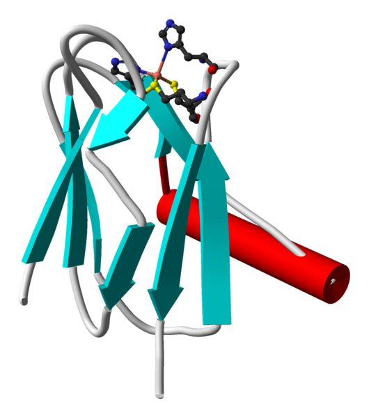 Soubor:Plastocyanin-from-3BQV-3D-cartoon-balls.png