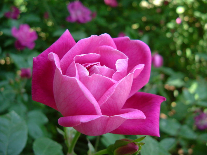 Soubor:Rosa chinensis.jpg