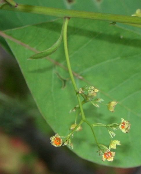 Soubor:Cotinus coggygria 3.jpg