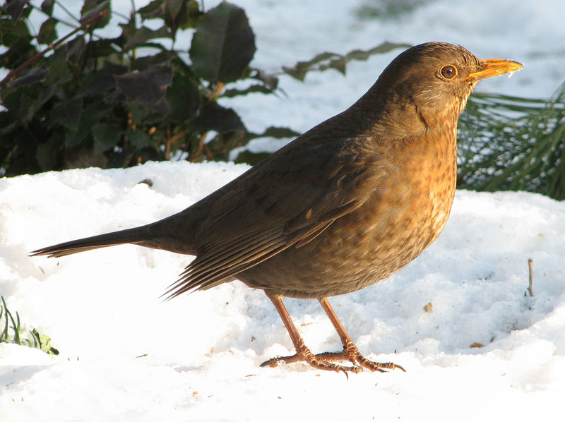 Soubor:Turdus merula female (d1).jpg