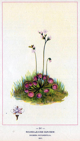 Soubor:Drosera rotundifolia chromolithograph.jpg