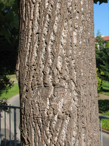 Soubor:Liriodendron bark old 2.jpg