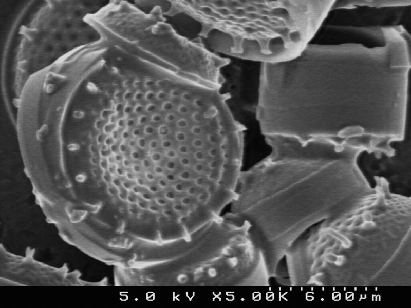 Soubor:Diatom0D.JPG