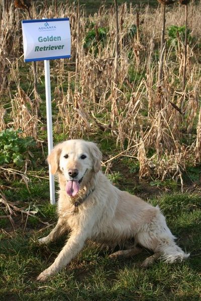 Soubor:Golden Retriever - geograph.org.uk - 329147.jpg