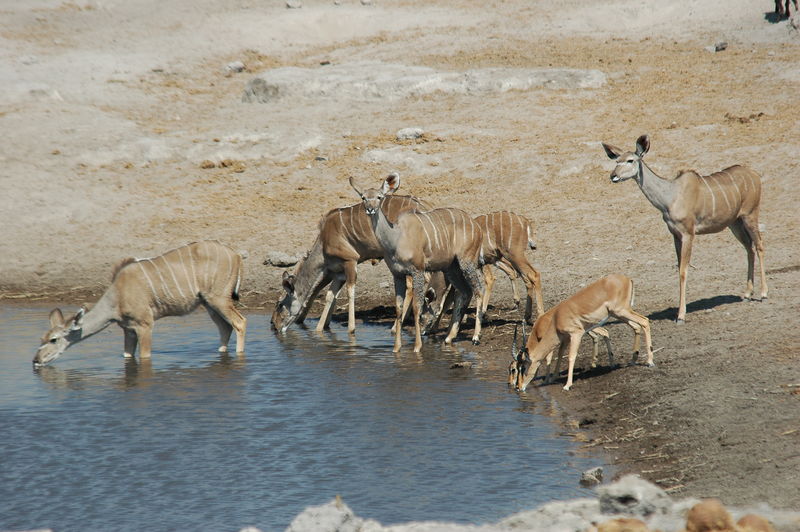 Soubor:Namibie Etosha Kudu 03.JPG