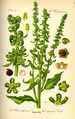 Illustration Beta vulgaris var. rapacea0.jpg