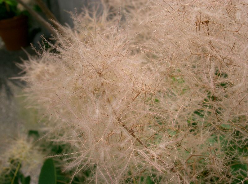 Soubor:Cotinus coggygria7.jpg