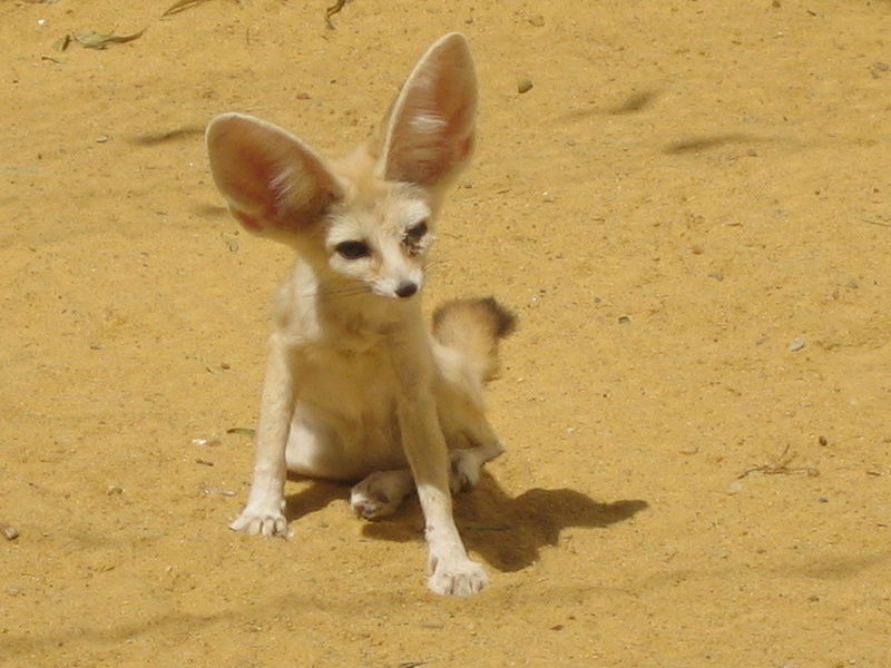 Soubor:Fennec fox.jpg