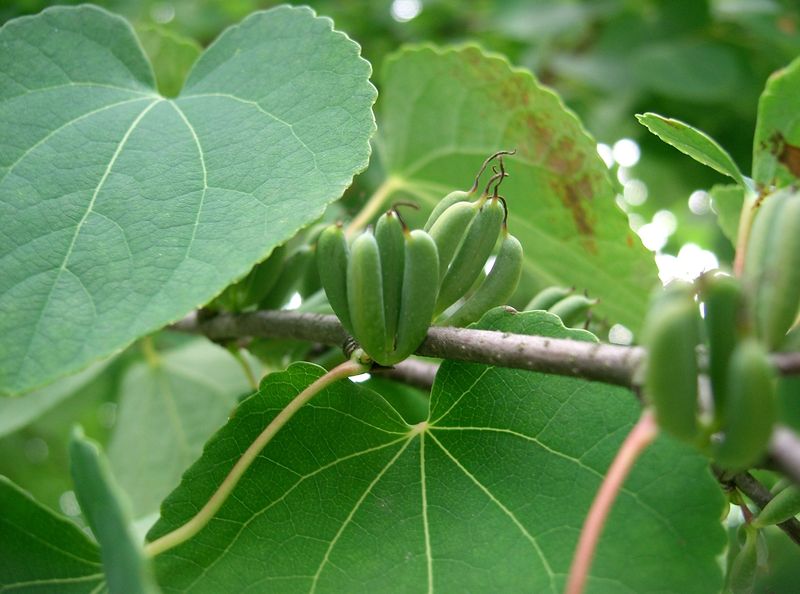 Soubor:Cercidiphyllum japonicum2.jpg