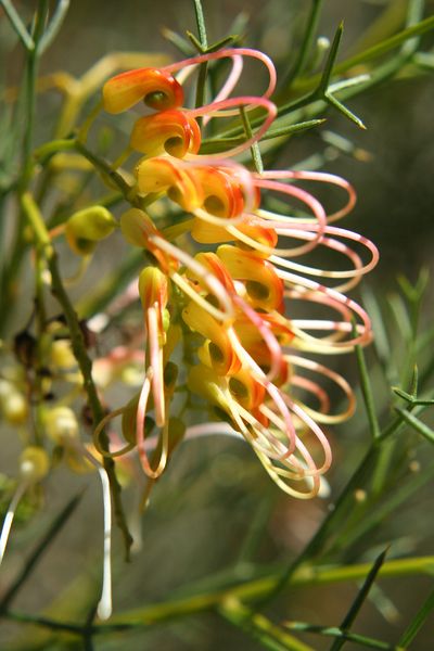 Soubor:Grevillea dielsiana.jpg