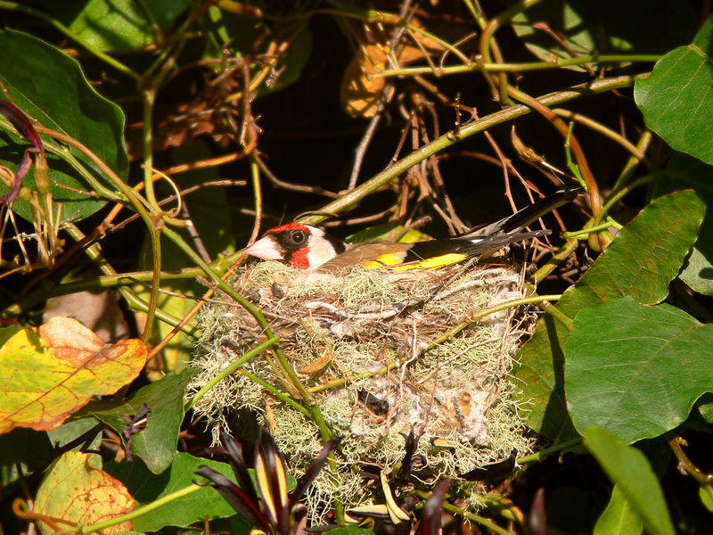 Soubor:Goldfinch nesting444.jpg