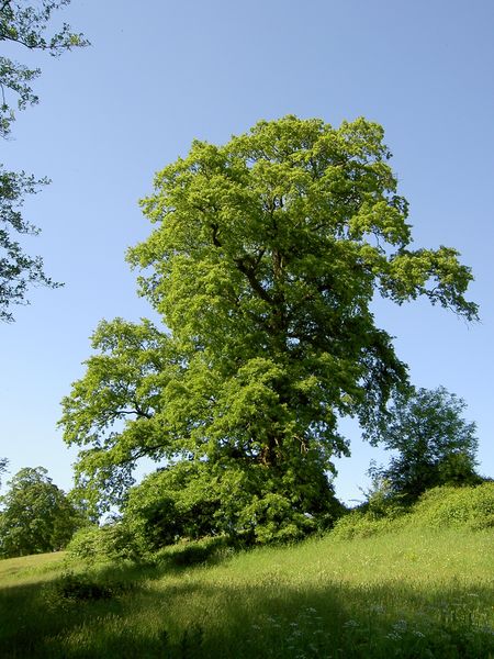 Soubor:Quercus cerris.JPG