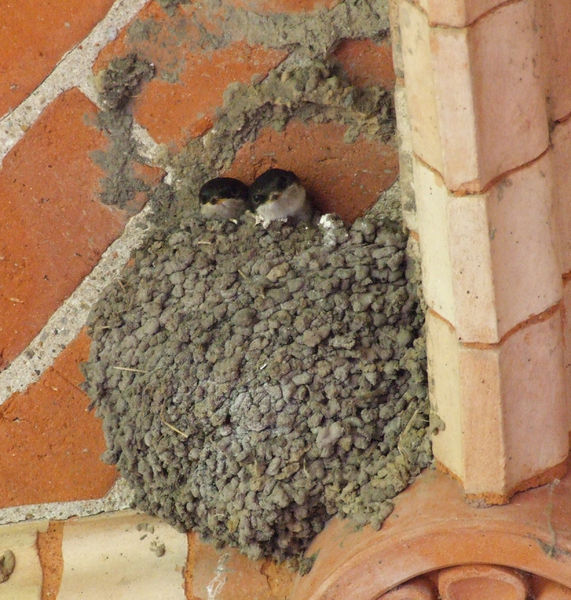 Soubor:Zwei Jungschwalben im Nest.jpg