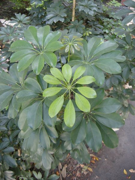 Soubor:Umbrella tree.JPG