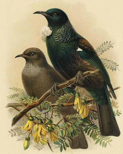 Soubor:Tui adult and young.jpg