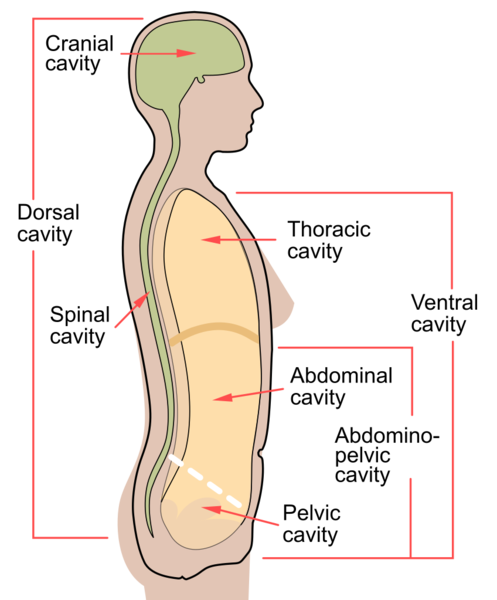 Soubor:Scheme body cavities-en.png