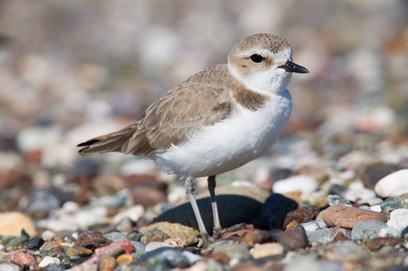 Soubor:Snowy Plover srgb.jpg