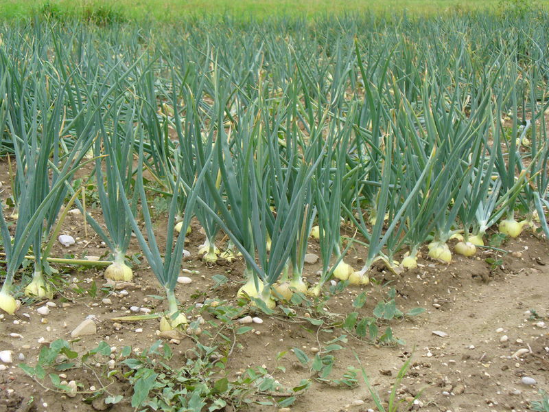 Soubor:Field with onions.jpg