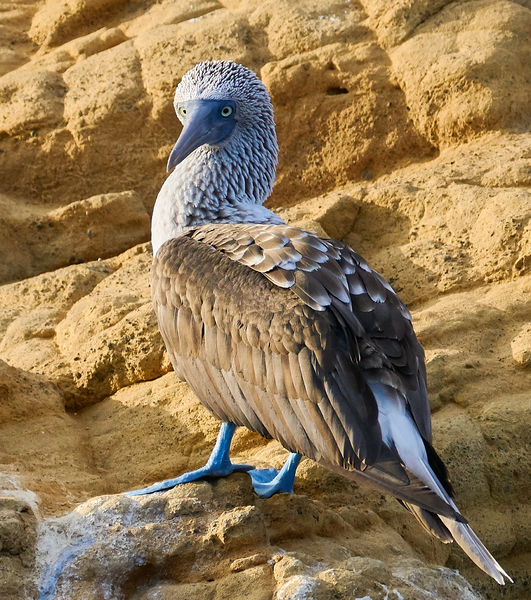 Soubor:Blue-footed booby-Galapagos-PSFlickr03.jpg