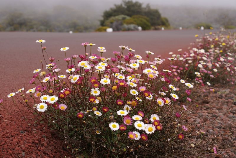 Soubor:Erigeron karvinskianus RouteDuVolcan 1.JPG