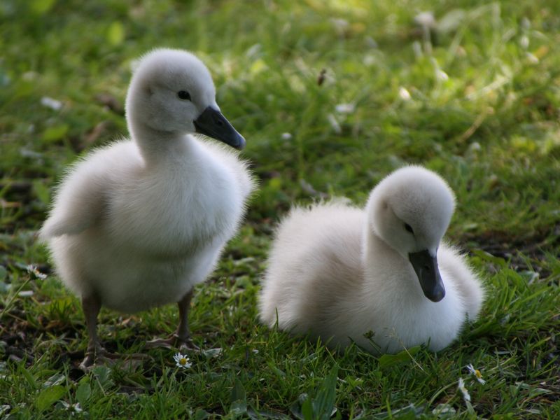 Soubor:Mute Swan Cygnets detail.jpg