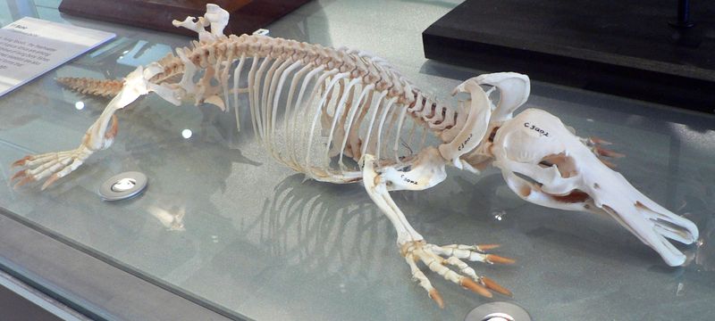 Soubor:Platypus skeleton Pengo.jpg