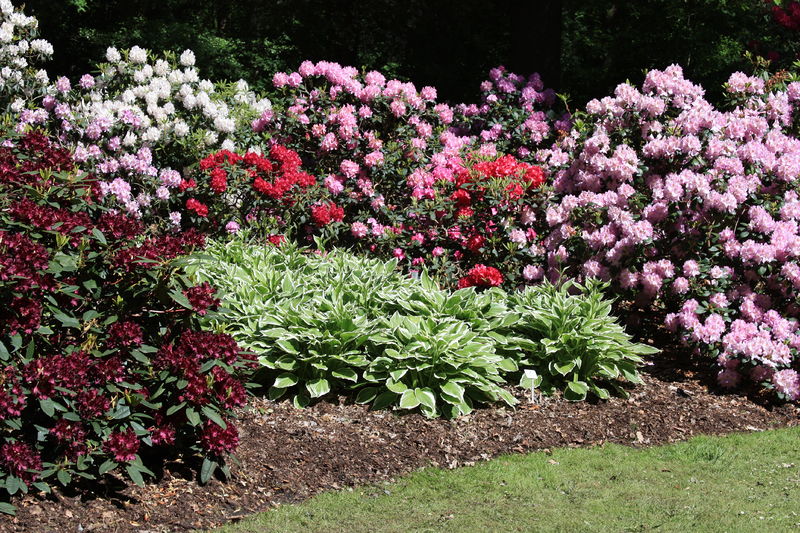 Soubor:Rhododendronpark Bremen 20090513 131.JPG