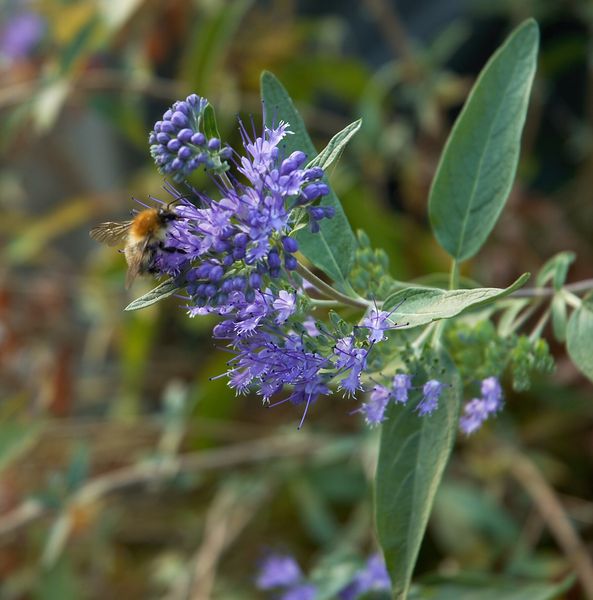 Soubor:Caryopteris clandonensis B.jpg