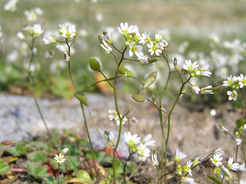 Soubor:Erophila verna1.JPG