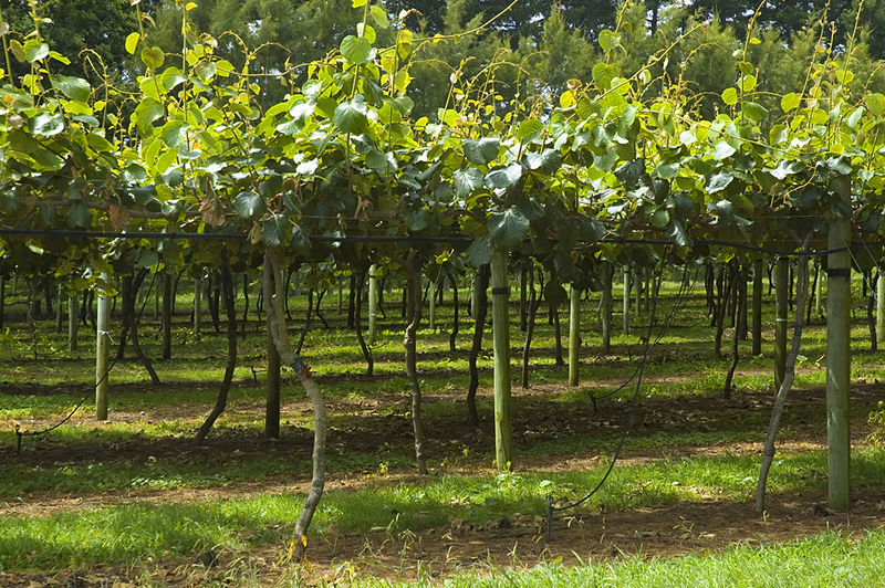 Soubor:Kiwi Fruit Orchard n.jpg