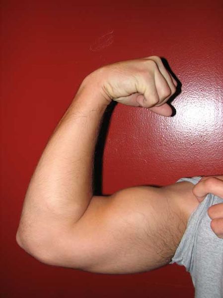 Soubor:Arm flex supinate.jpg