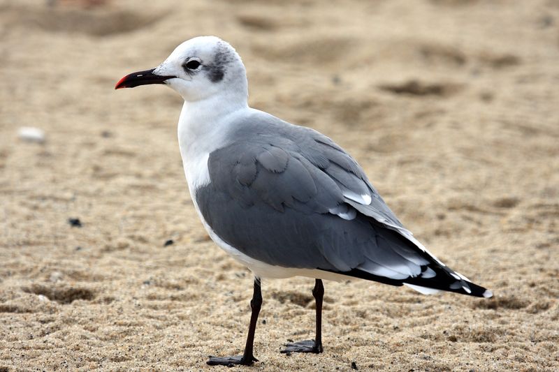 Soubor:Laughing Gull 57.jpg