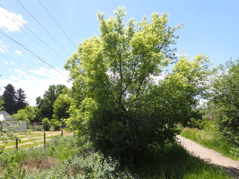 Soubor:Acer negundo - boxelder.jpg