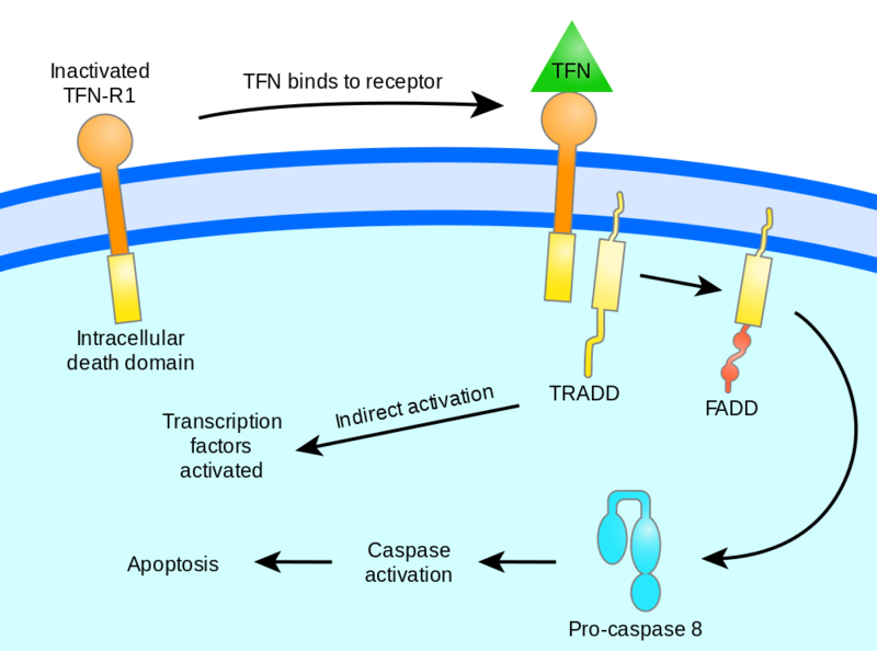 Soubor:TFN-signalling2.png