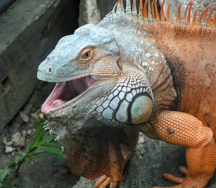 Soubor:Iguana iguana ZOO Chleby.jpg