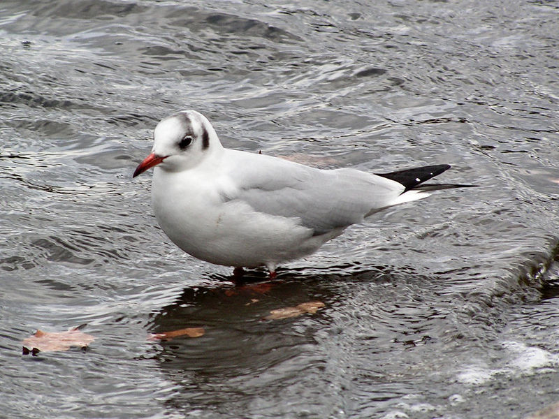 Soubor:Larus ridibundus winter.jpg