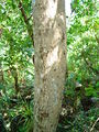 Aralia rex trunk.JPG