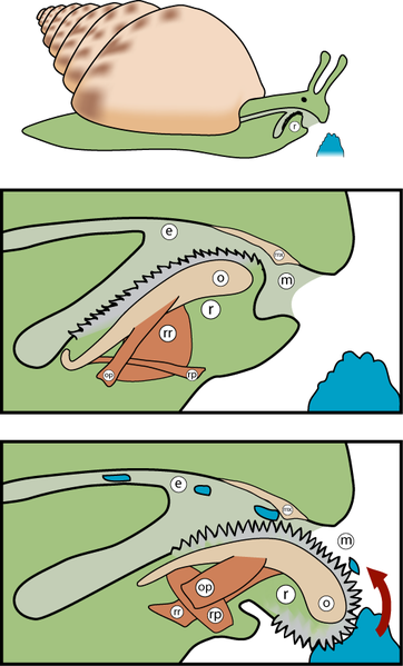 Soubor:Radula diagram3.png