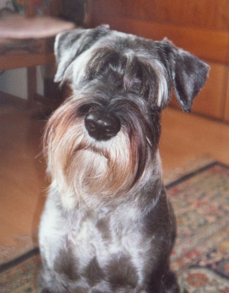 Soubor:Standard Schnauzer01.jpg