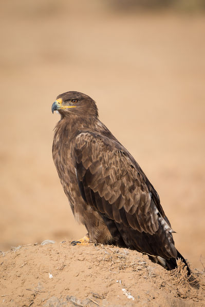 Soubor:Steppe Eagle Portrait.jpg