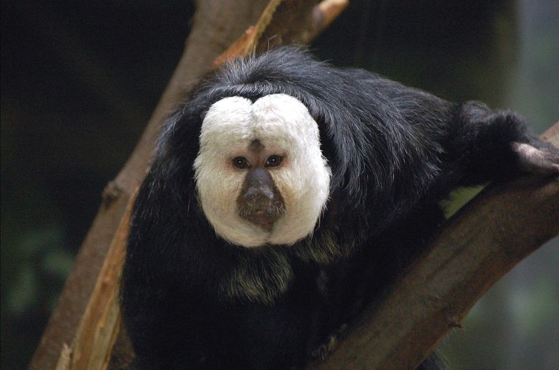 Soubor:White Faced Saki.jpg