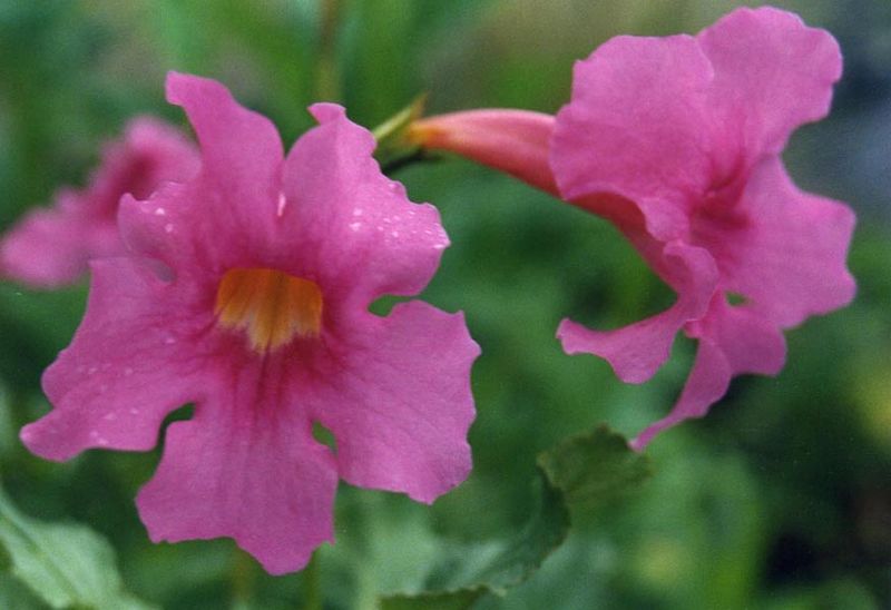 Soubor:Incarvillea delavayi 1.jpg