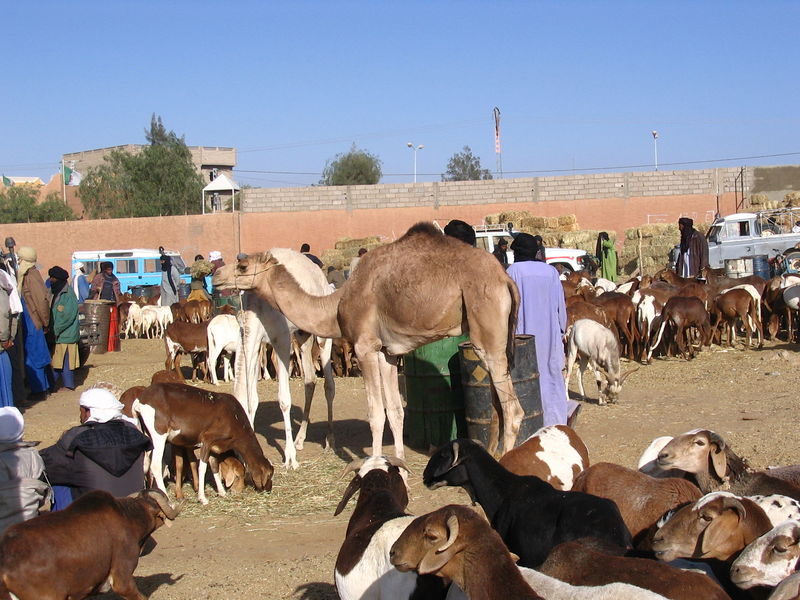 Soubor:MarcheTamanrasset5.jpg